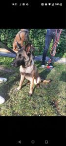 Цуценята Малінуа