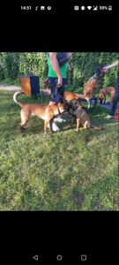 Цуценята Малінуа