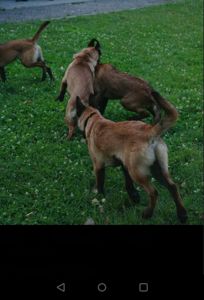 Цуценята Малінуа