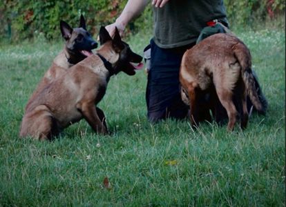 Цуценята Малінуа