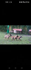 Цуценята Малінуа