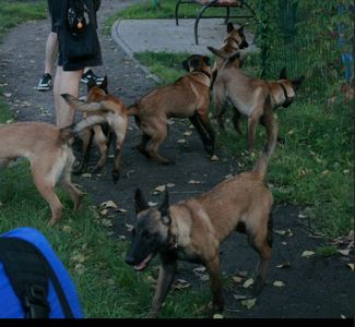 Цуценята Малінуа