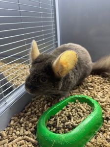 Шиншила хлопчики та дівчатка сірі, білі, бежеві, шоколадні