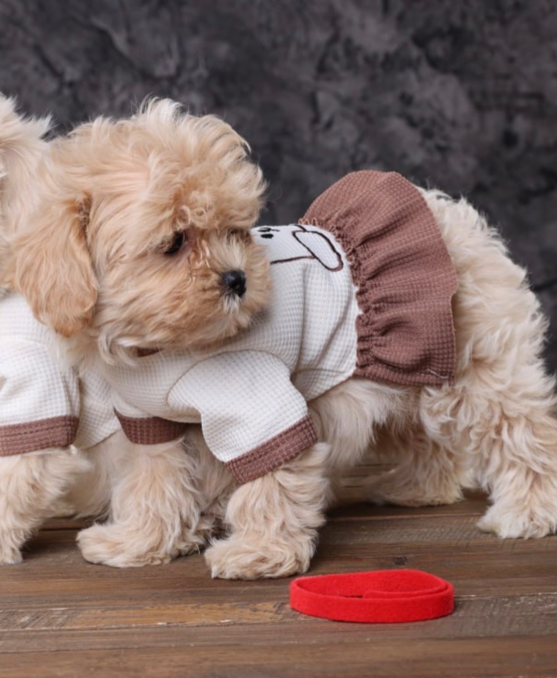 Дітки мальтіпу Ф1