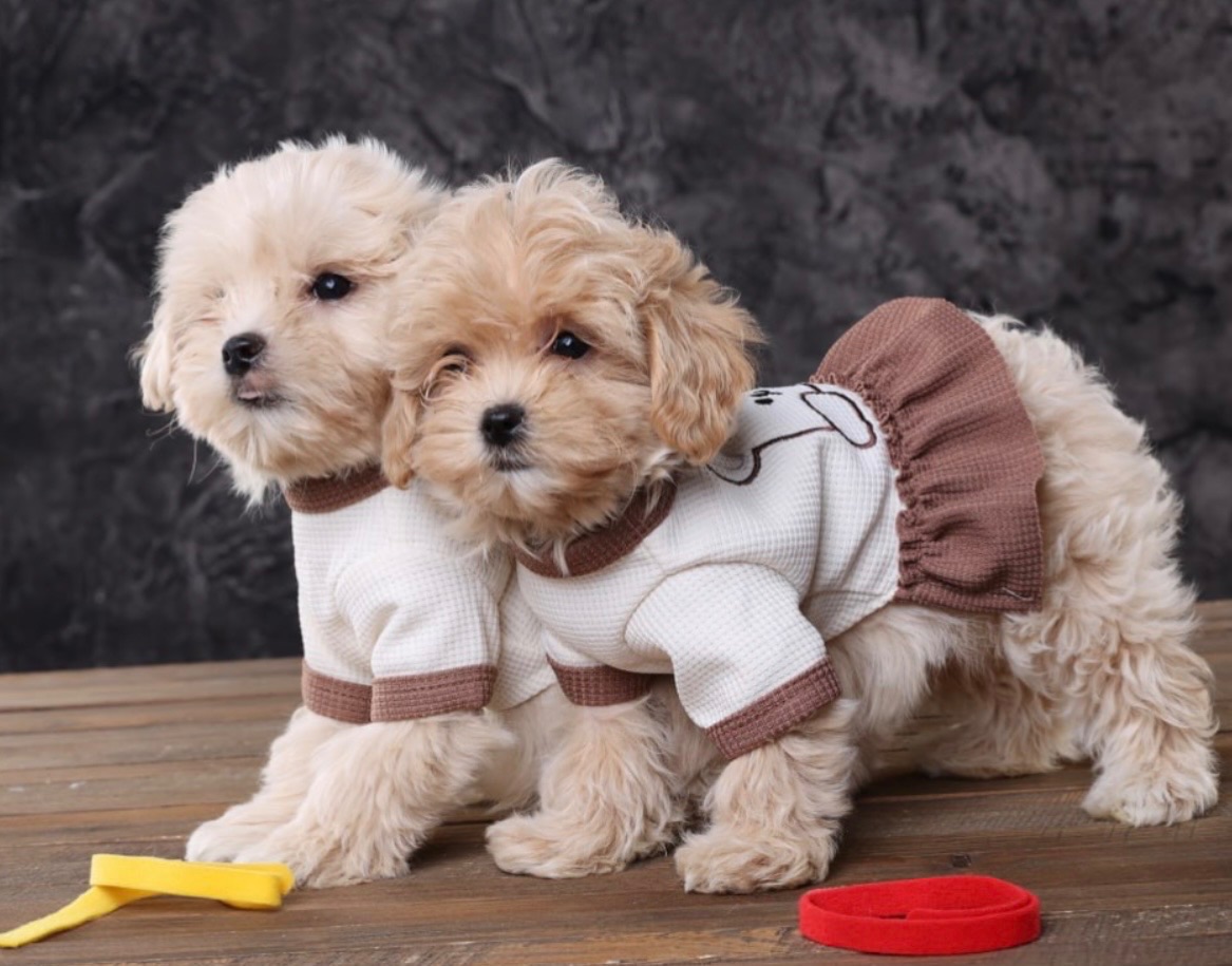 Дітки мальтіпу Ф1