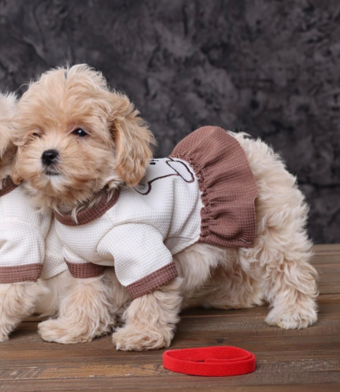 Дітки мальтіпу Ф1