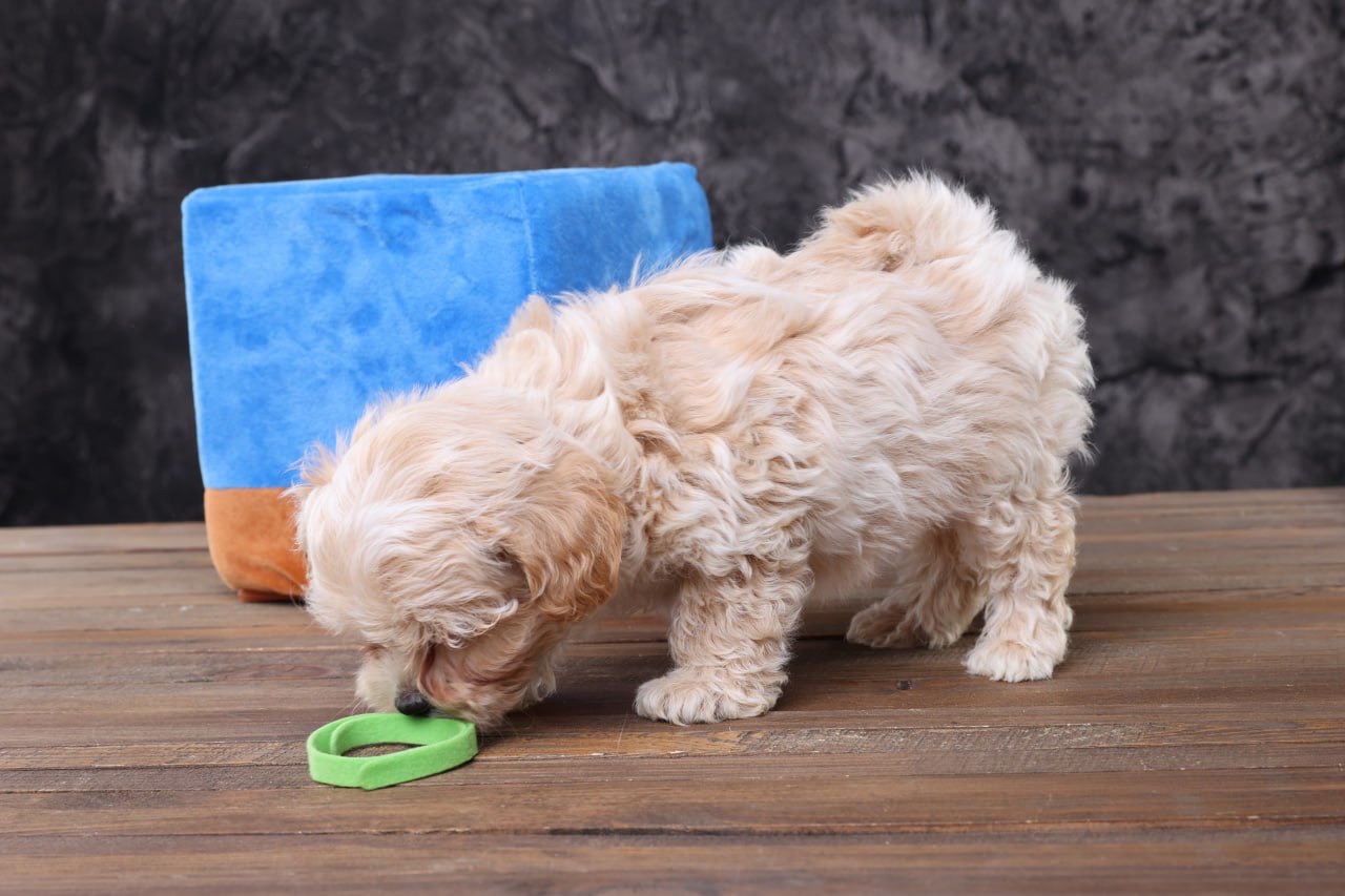 Дітки мальтіпу Ф1