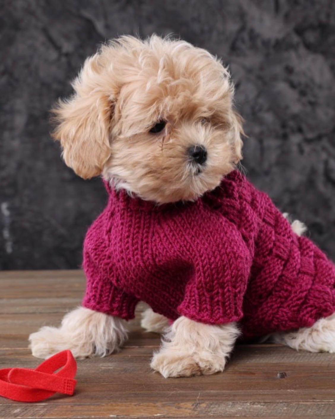 Дітки мальтіпу Ф1