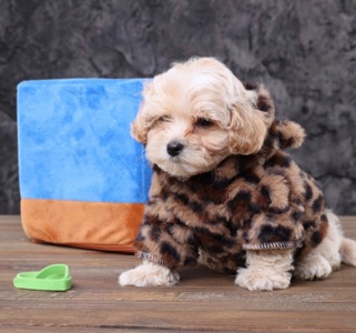 Дітки мальтіпу Ф1