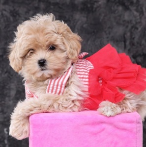 Дітки мальтіпу Ф1