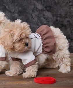 Дітки мальтіпу Ф1