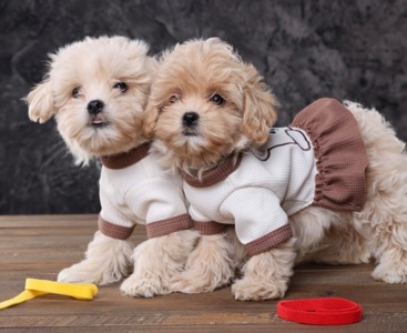 Дітки мальтіпу Ф1