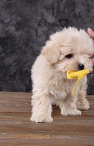 Дітки мальтіпу Ф1