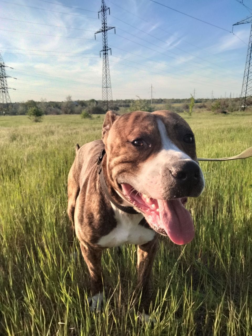 Отдам амстаффа в хорошие руки