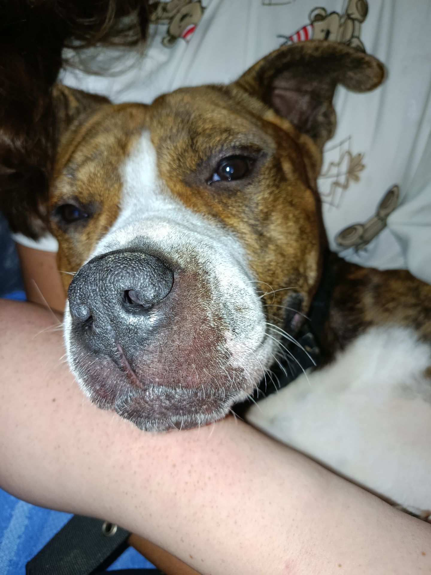 Отдам амстаффа в хорошие руки