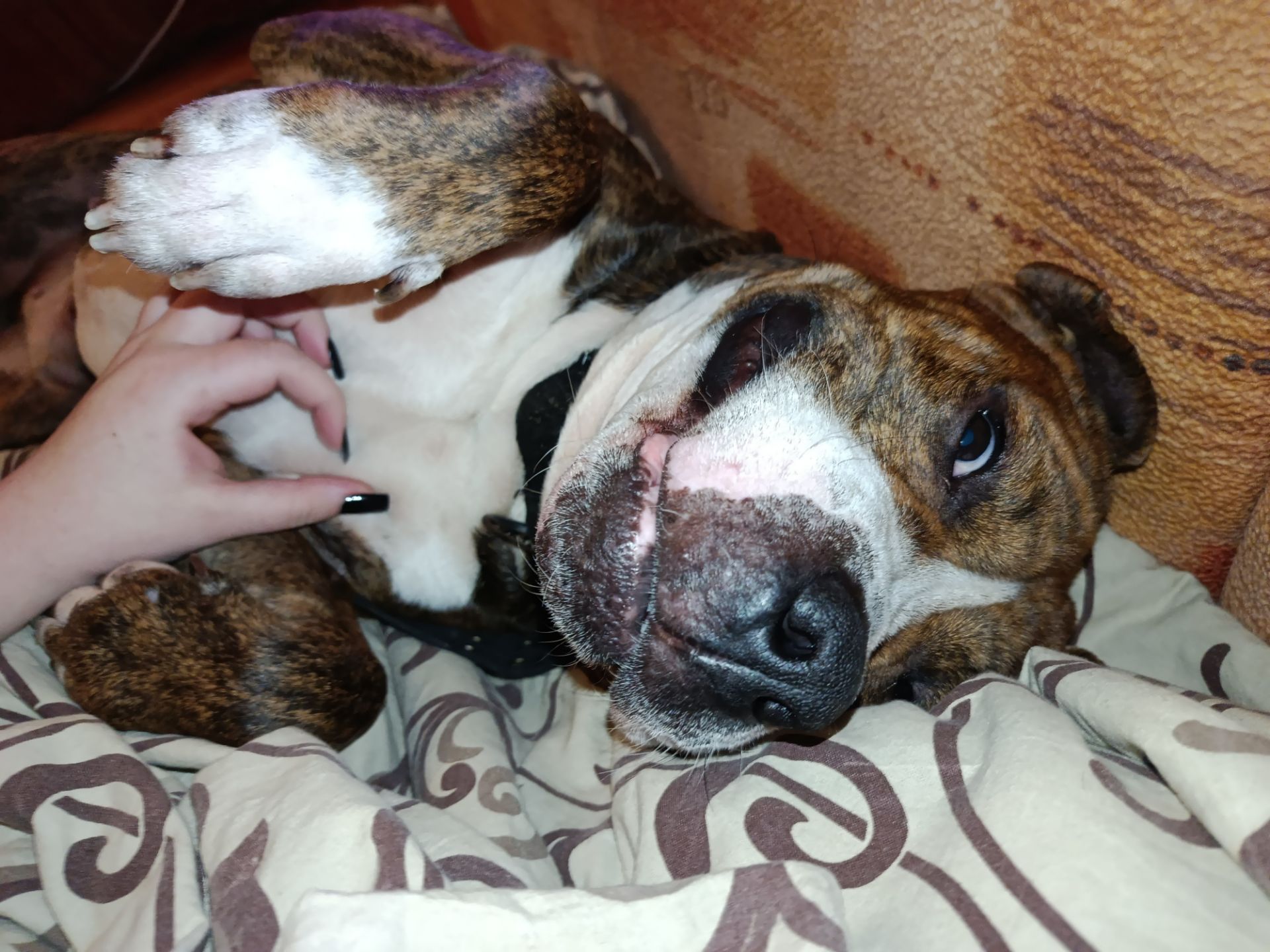 Отдам амстаффа в хорошие руки