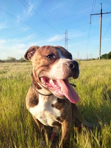 Отдам амстаффа в хорошие руки