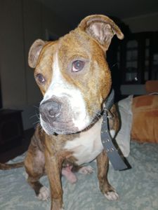 Отдам амстаффа в хорошие руки