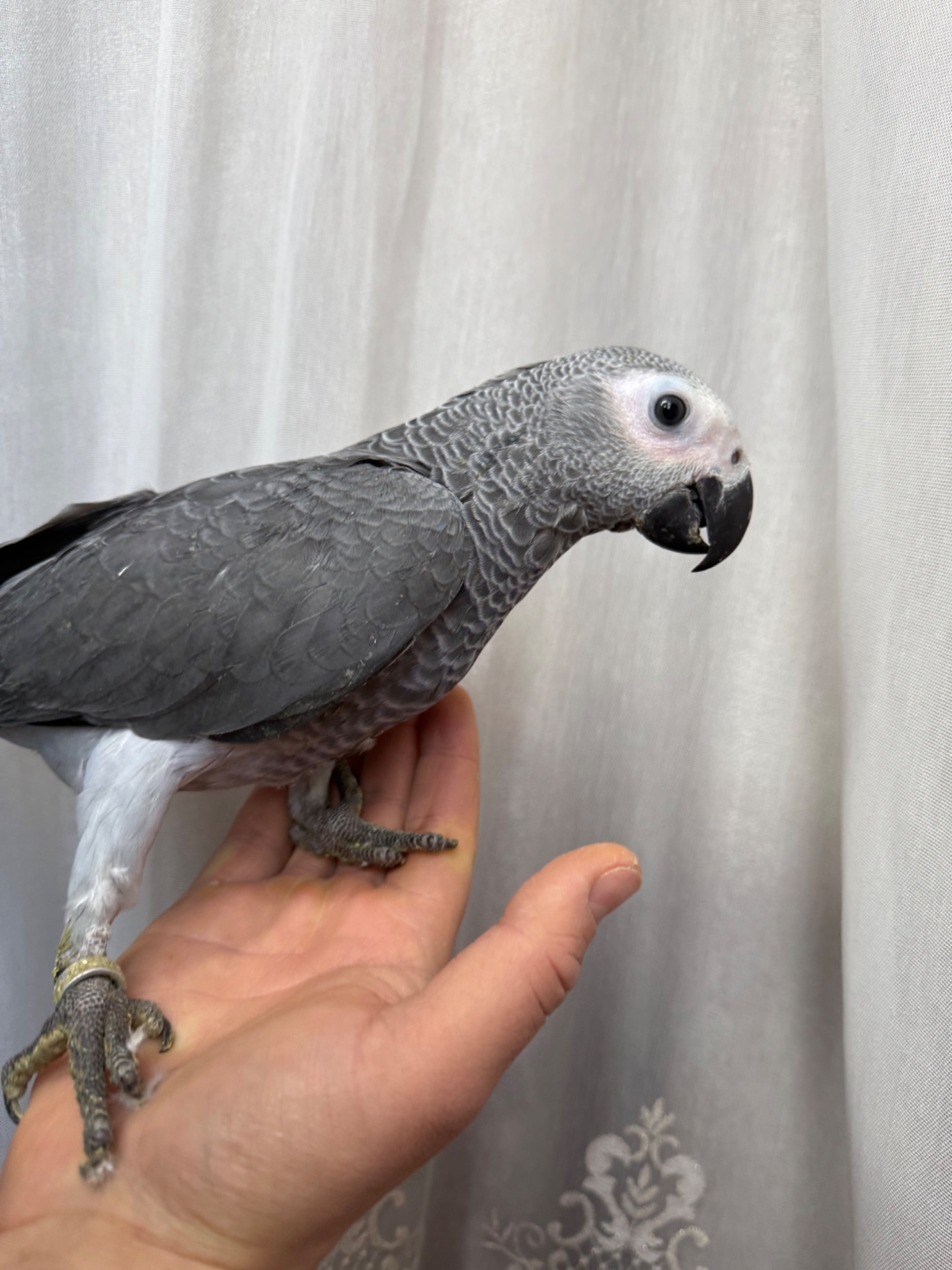 Жако самый умные попугаи Ручные птенцы выкормыши