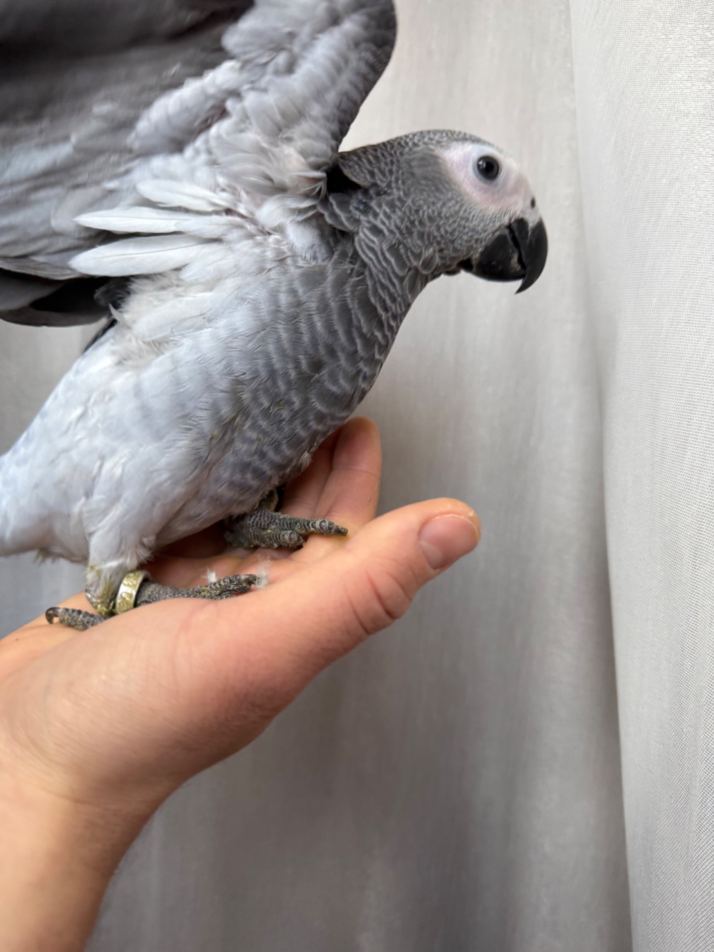 Жако самый умные попугаи Ручные птенцы выкормыши