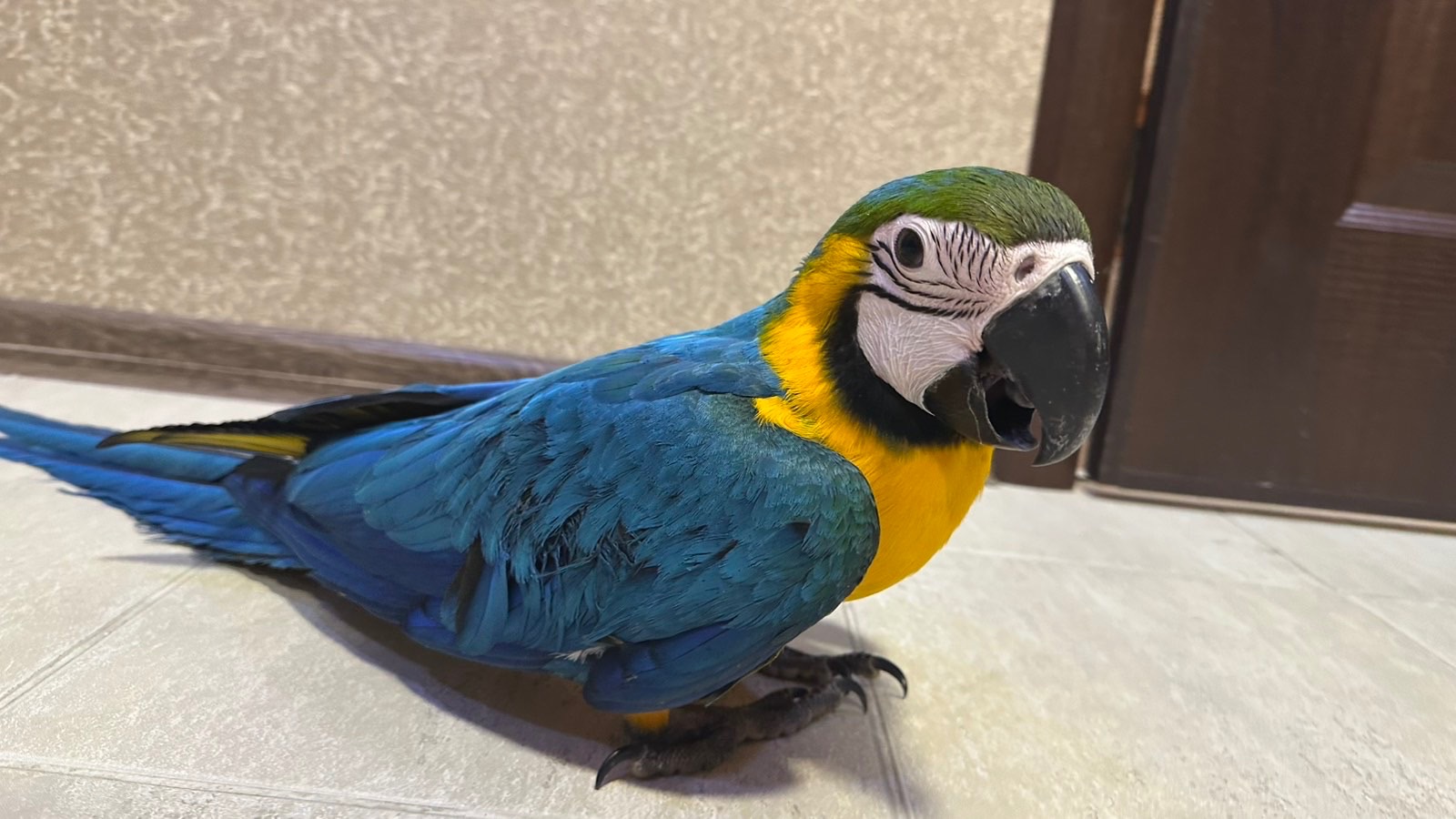 Попугаи Ара птенцы сини-желтые, мокао, зеленокрылые, гиацинтовые