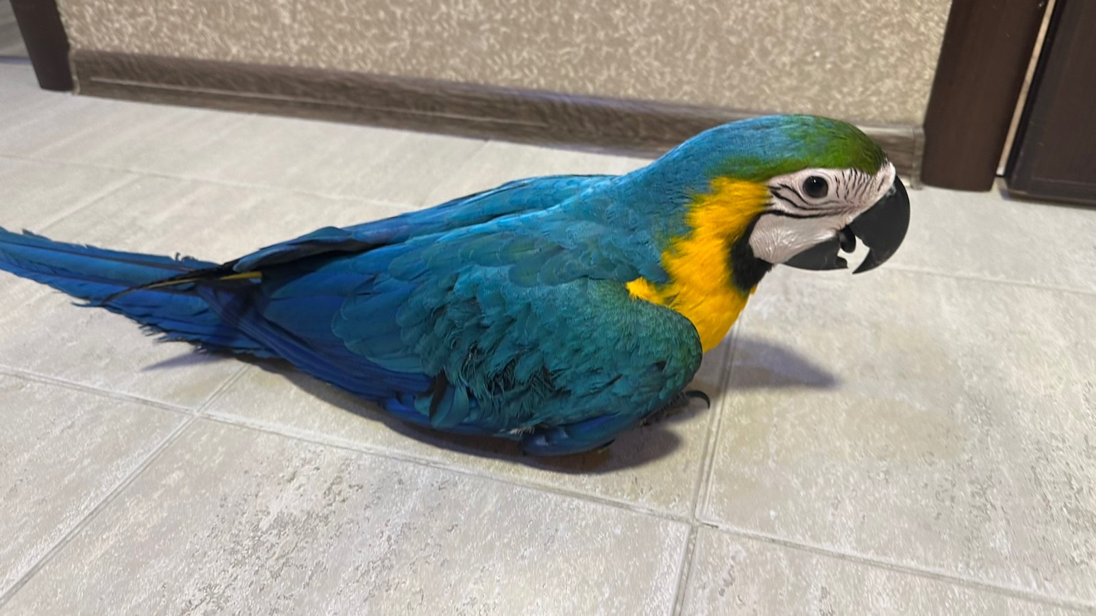 Попугаи Ара птенцы сини-желтые, мокао, зеленокрылые, гиацинтовые