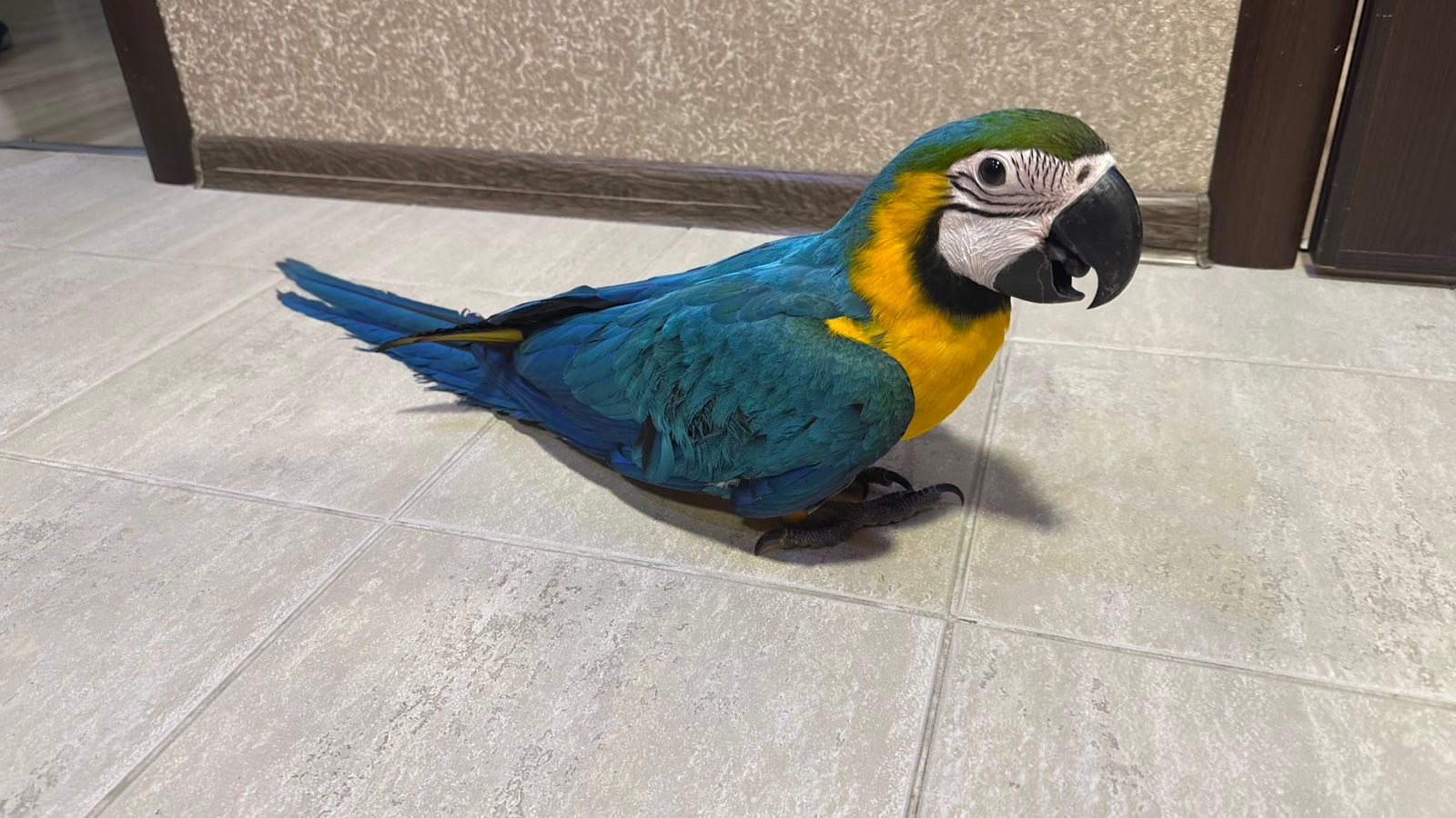 Попугаи Ара птенцы сини-желтые, мокао, зеленокрылые, гиацинтовые