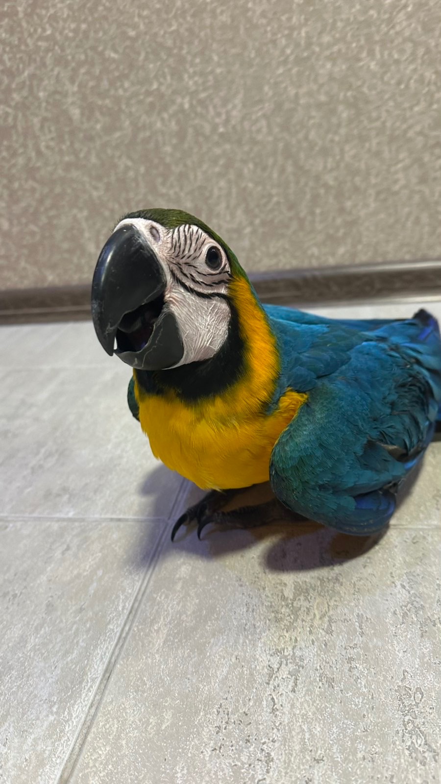 Попугаи Ара птенцы сини-желтые, мокао, зеленокрылые, гиацинтовые