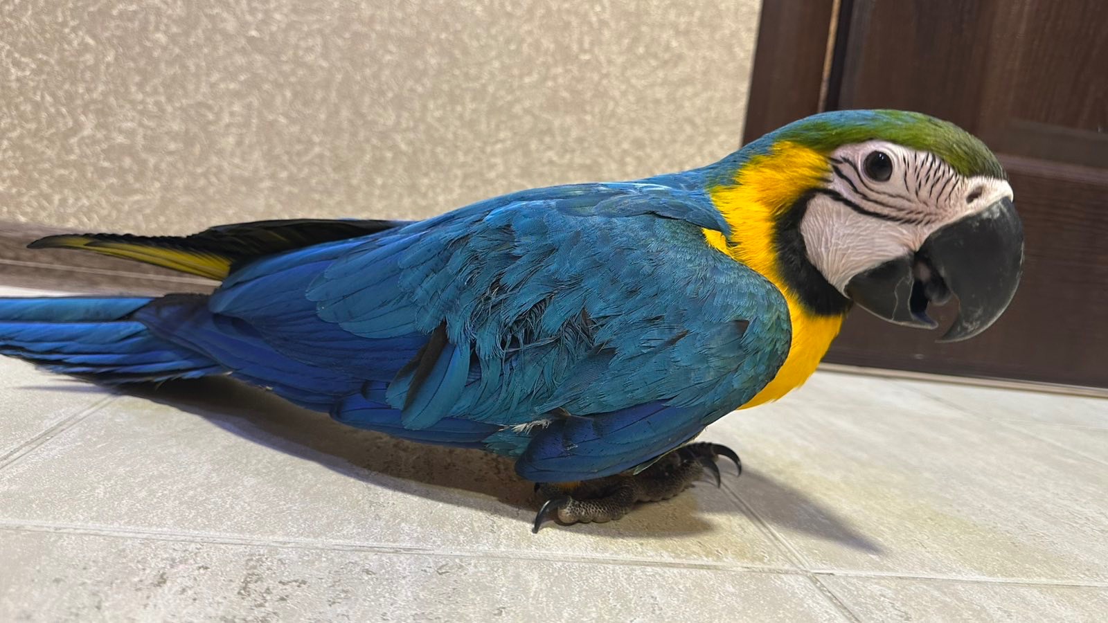 Попугаи Ара птенцы сини-желтые, мокао, зеленокрылые, гиацинтовые