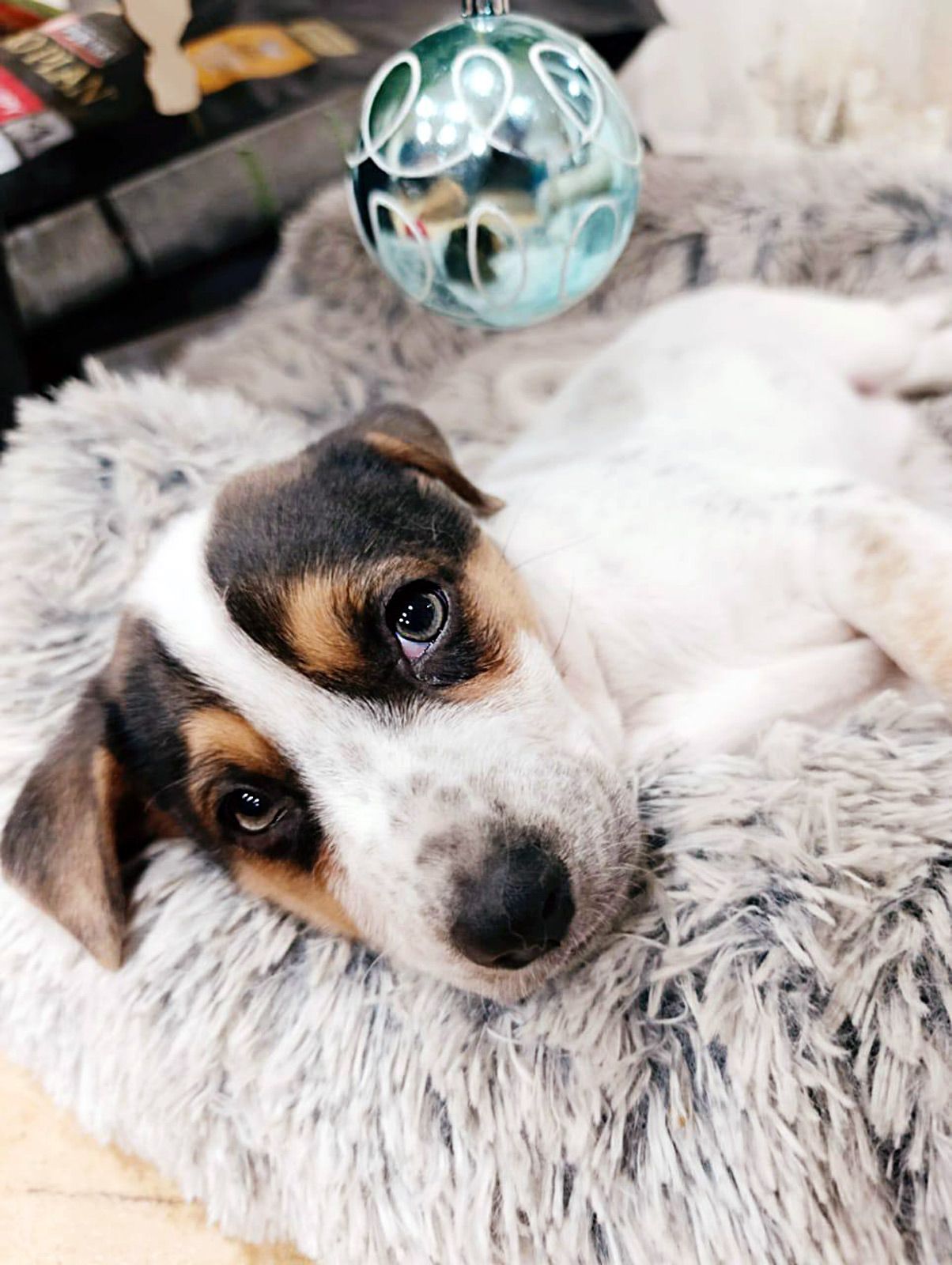 Цуценя Оллі