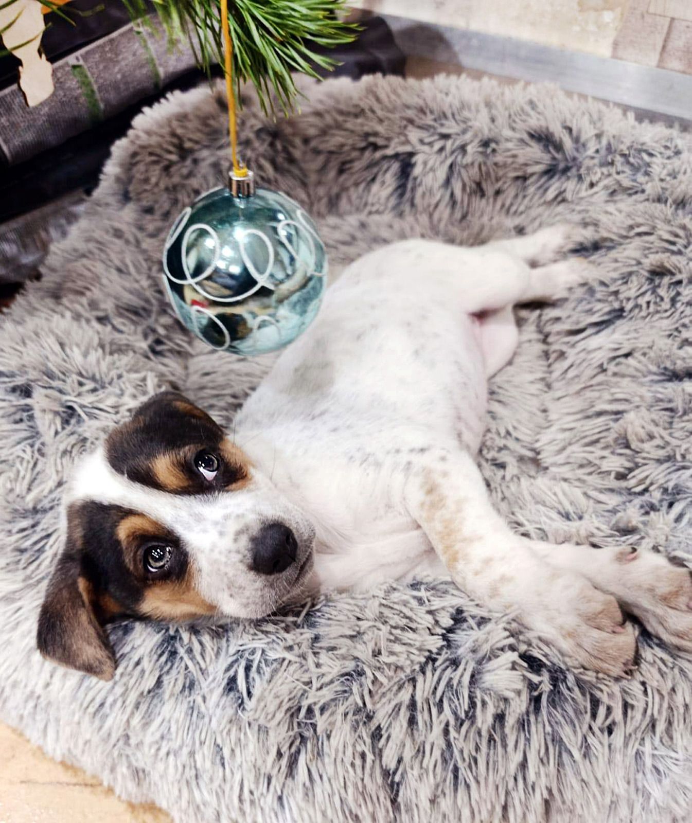 Цуценя Оллі