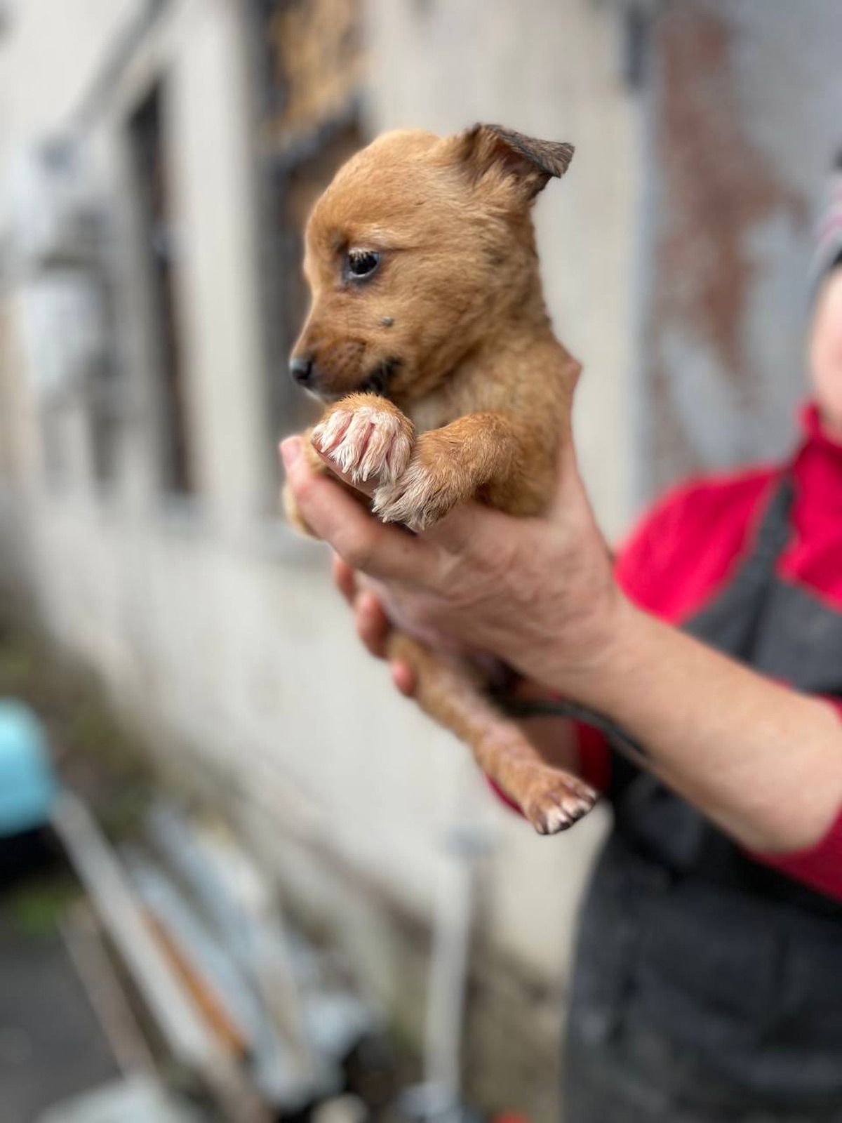 Цуценя той-тер'єра Віра