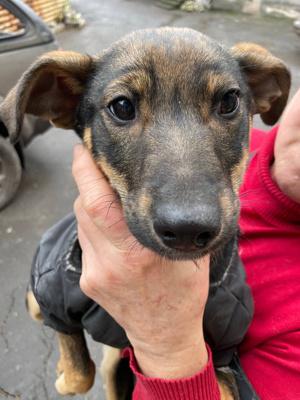 Спокійне цуценя Себастіан