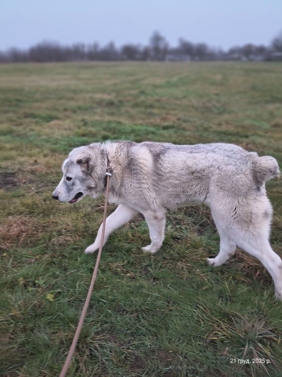 Цуценя Шерхан