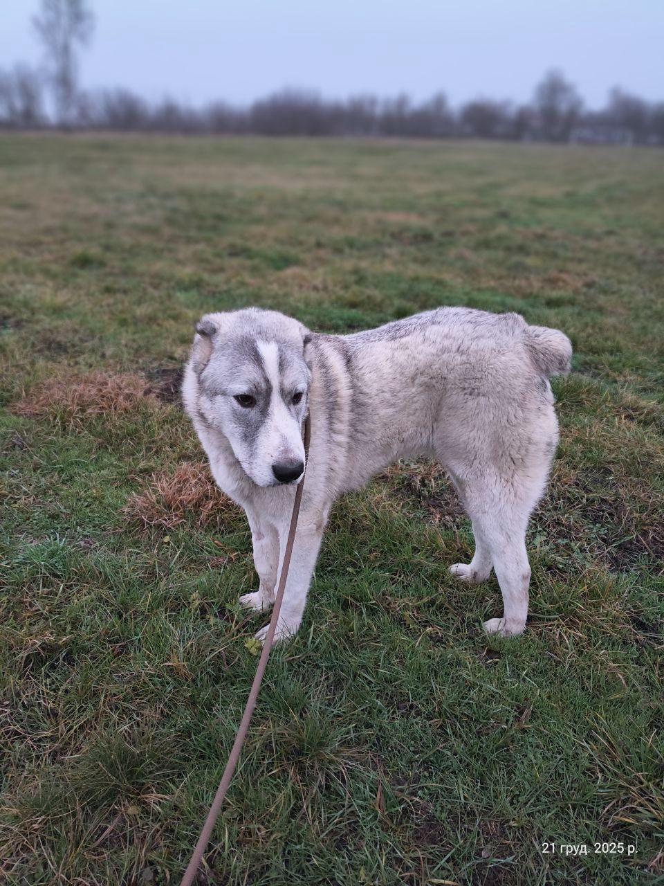 Цуценя Шерхан