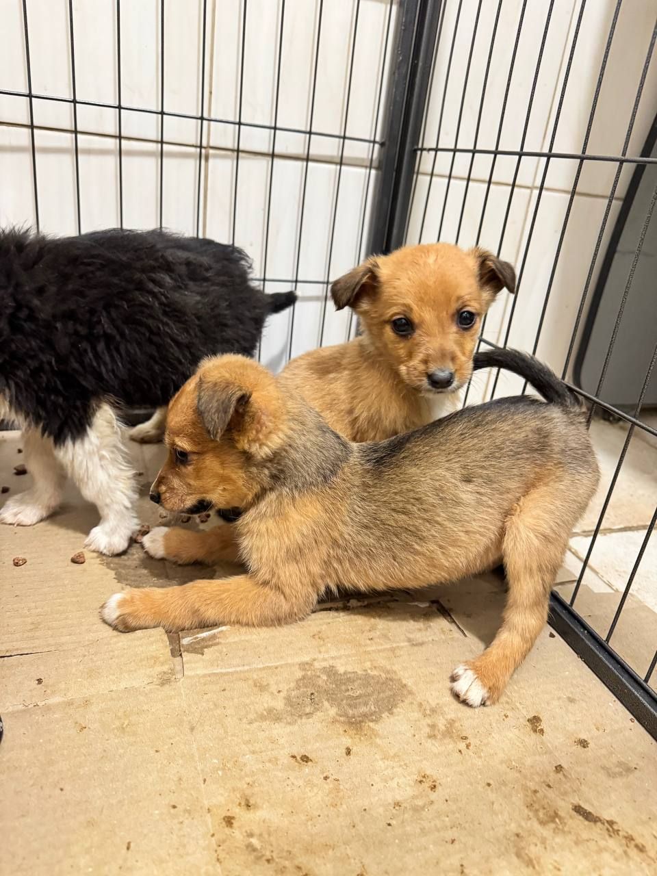 Цуценя той-тер'єра Віра