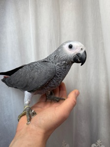 Жако самый умные попугаи Ручные птенцы выкормыши