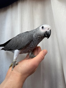 Жако самый умные попугаи Ручные птенцы выкормыши
