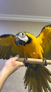 Попугаи Ара птенцы сини-желтые, мокао, зеленокрылые, гиацинтовые