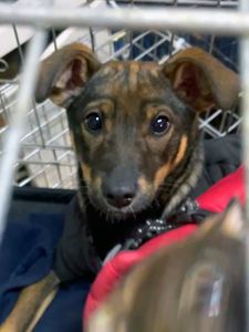 Спокійне цуценя Себастіан