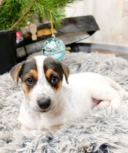 Цуценя Оллі