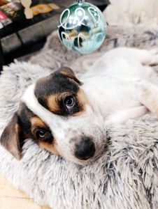 Цуценя Оллі