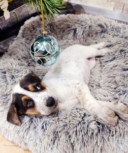 Цуценя Оллі