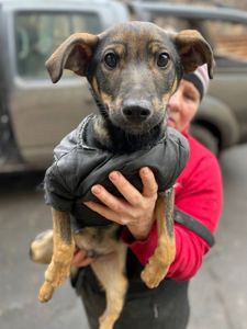 Спокійне цуценя Себастіан