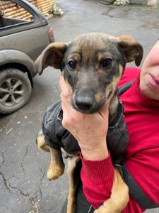 Спокійне цуценя Себастіан