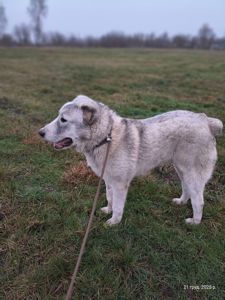 Цуценя Шерхан