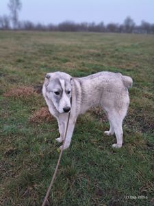 Цуценя Шерхан