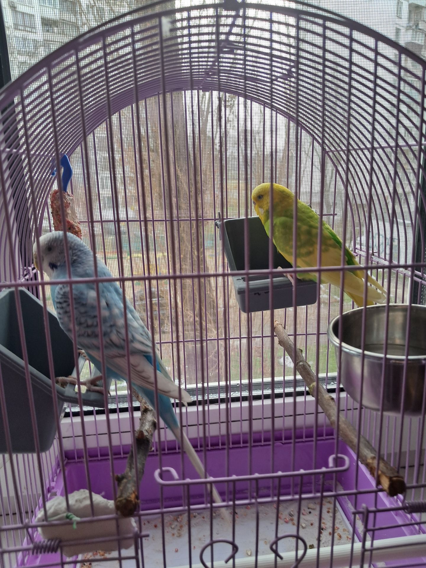 Волнистые попугайчики с клеткой