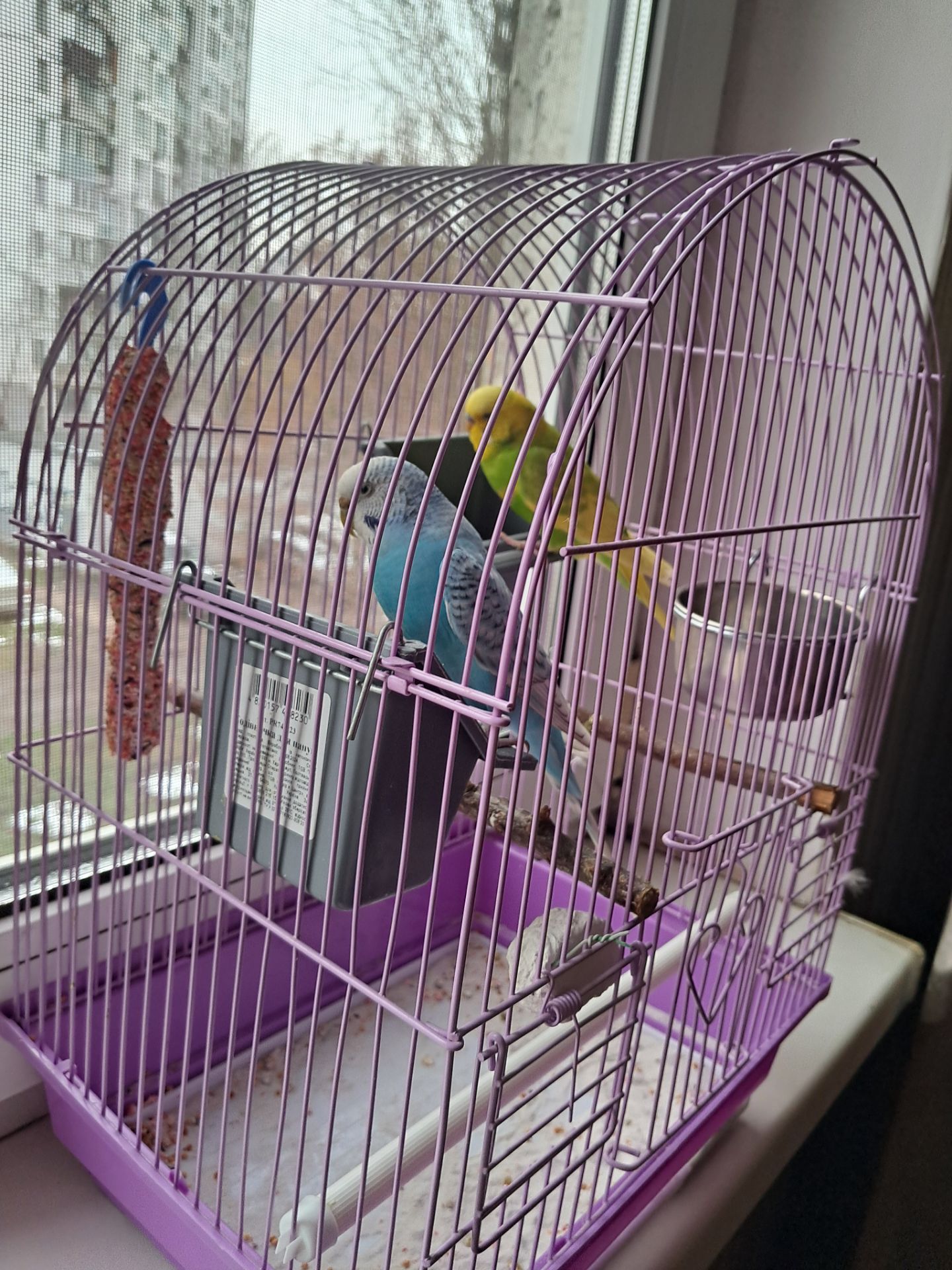 Волнистые попугайчики с клеткой