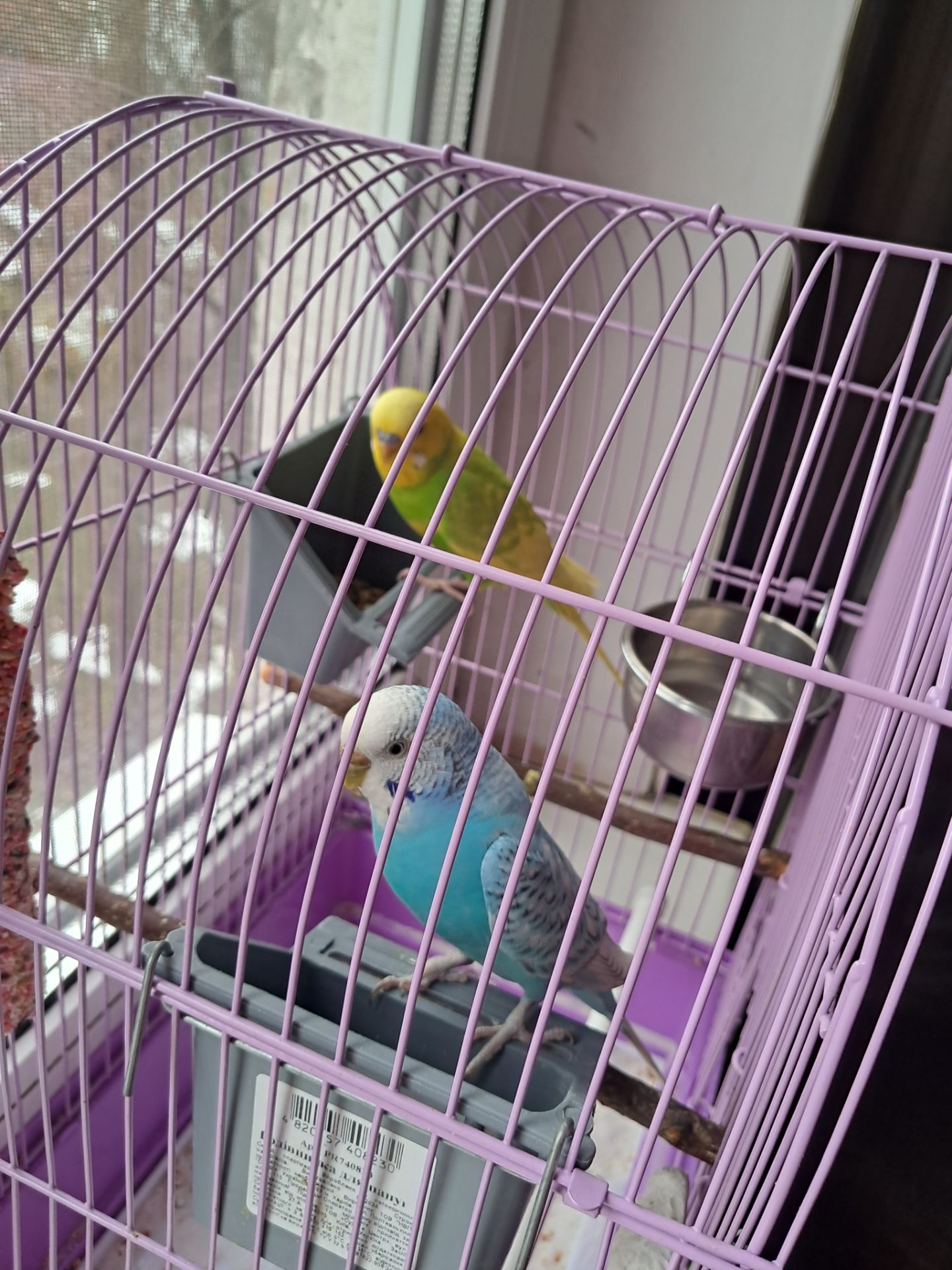 Волнистые попугайчики с клеткой